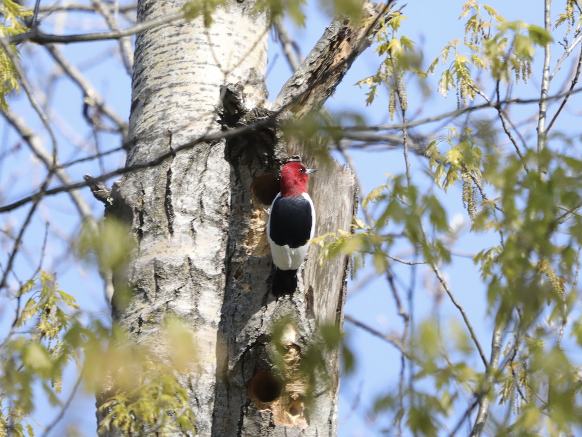 Red-headed Woodpecker - ML619191554