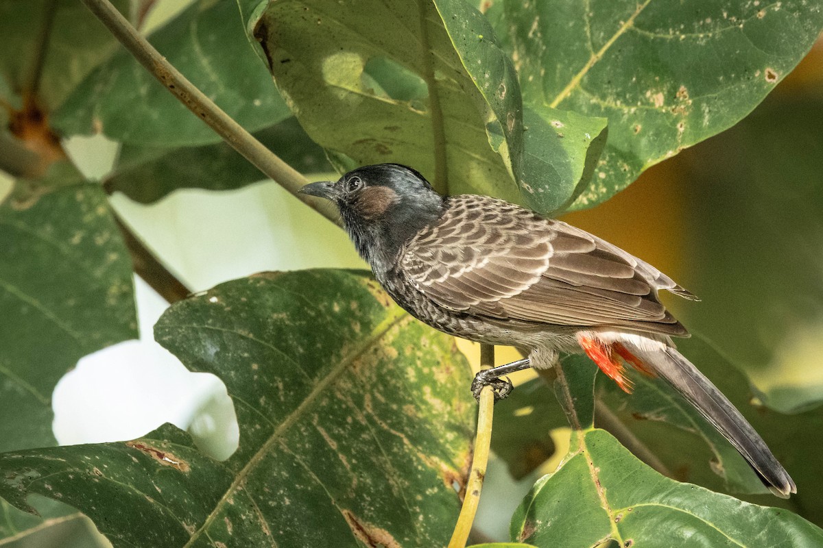 Red-vented Bulbul - ML619191558