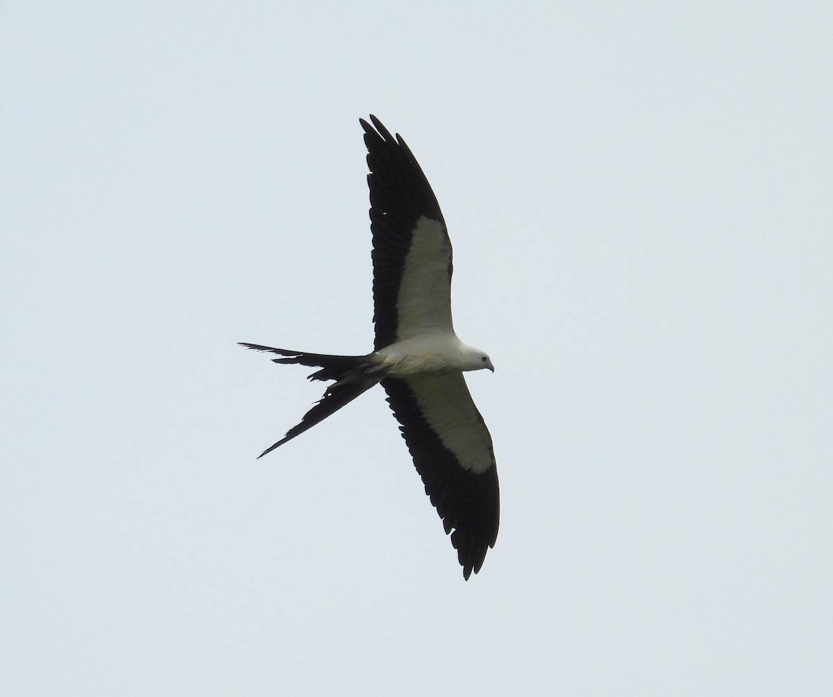 Swallow-tailed Kite - ML619191578