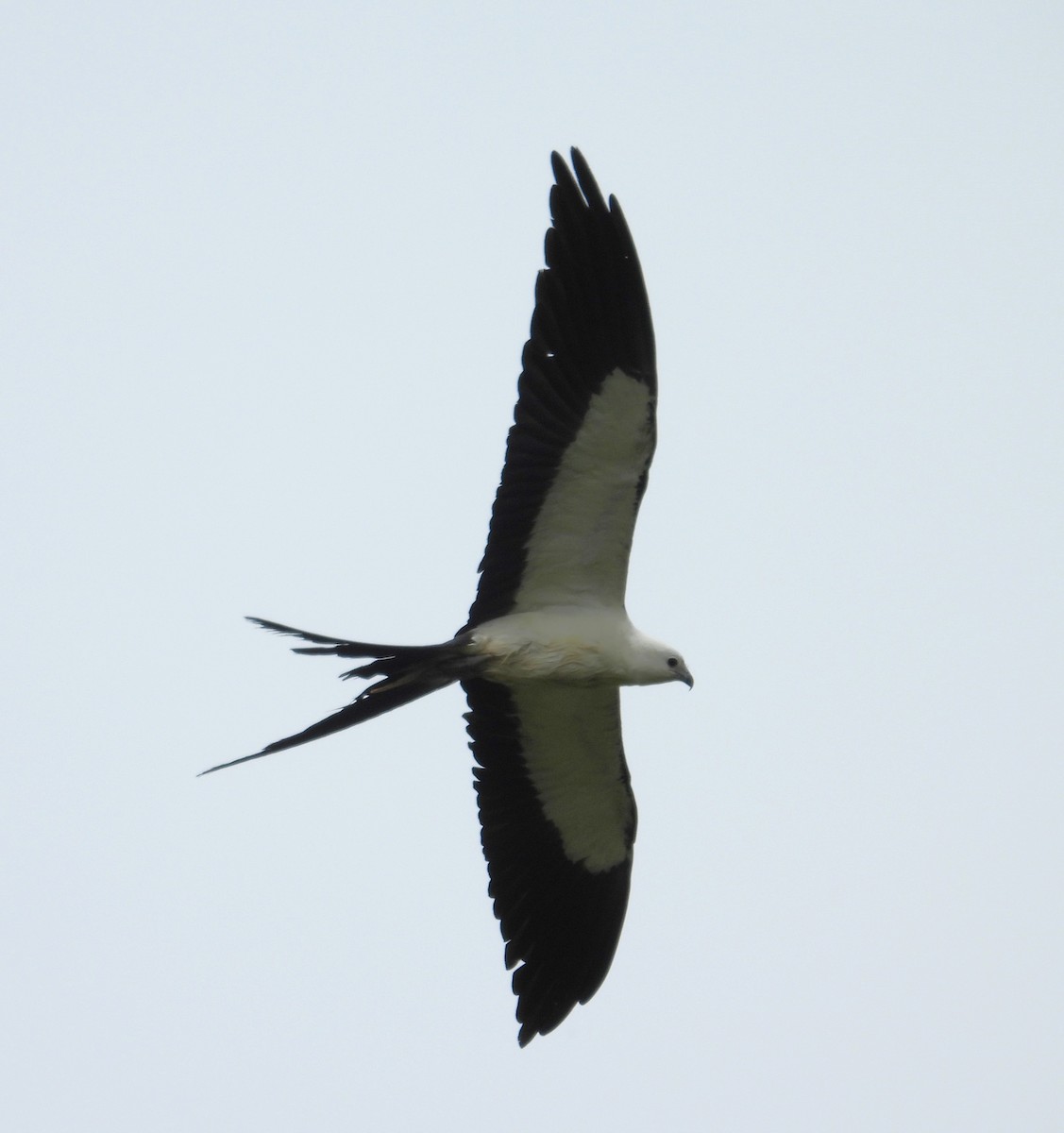Swallow-tailed Kite - ML619191579