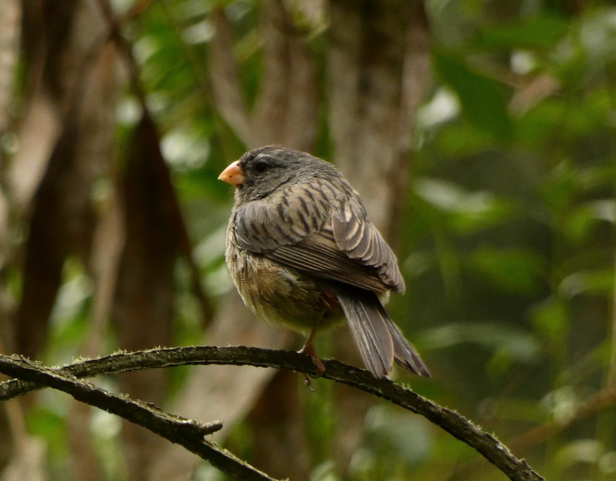Plain-colored Seedeater - ML619191588