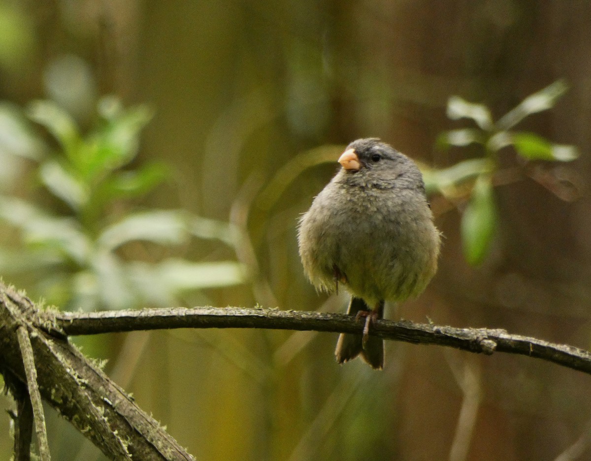 Plain-colored Seedeater - ML619191589