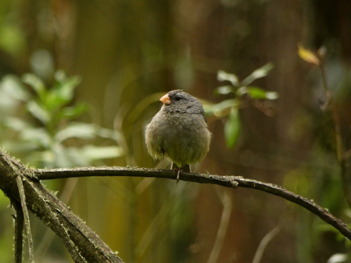 Plain-colored Seedeater - ML619191590