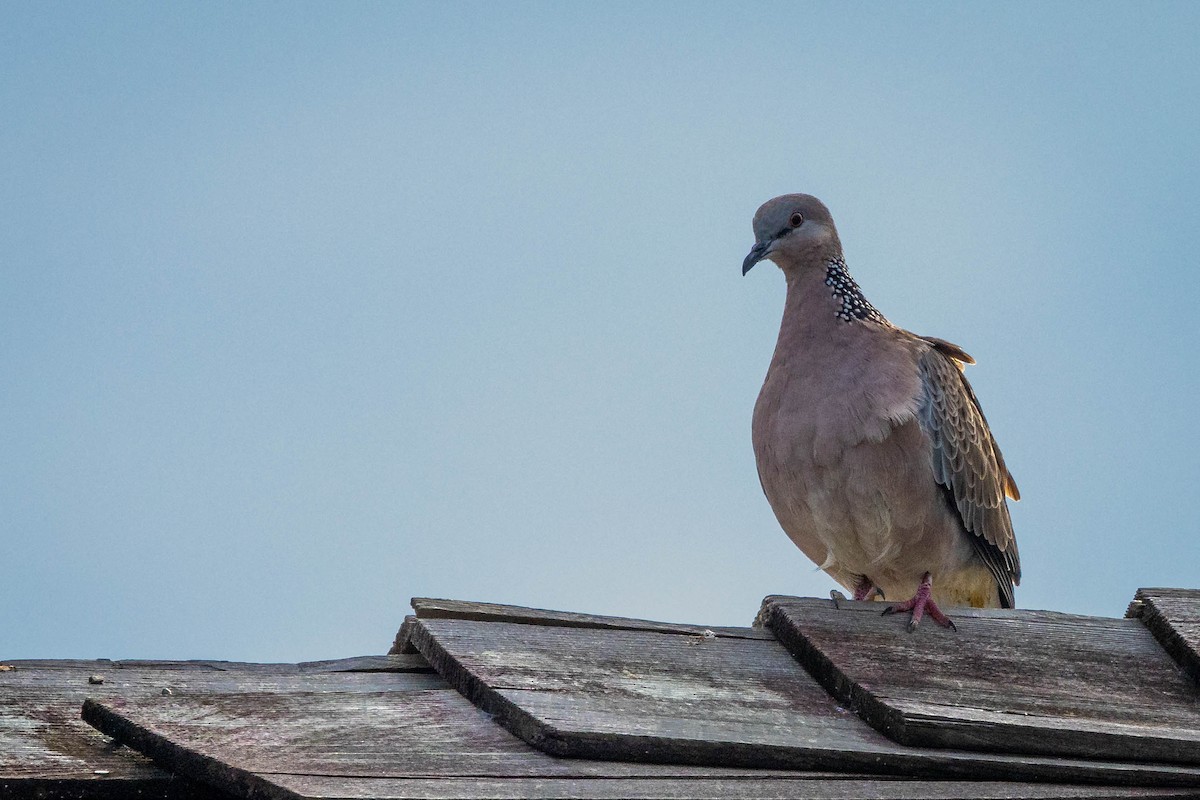 Spotted Dove - ML619191596