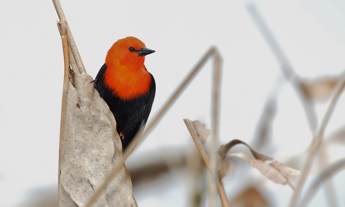 Scarlet-headed Blackbird - ML619191620