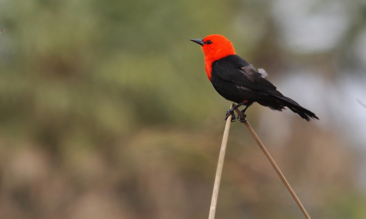 Scarlet-headed Blackbird - ML619191621