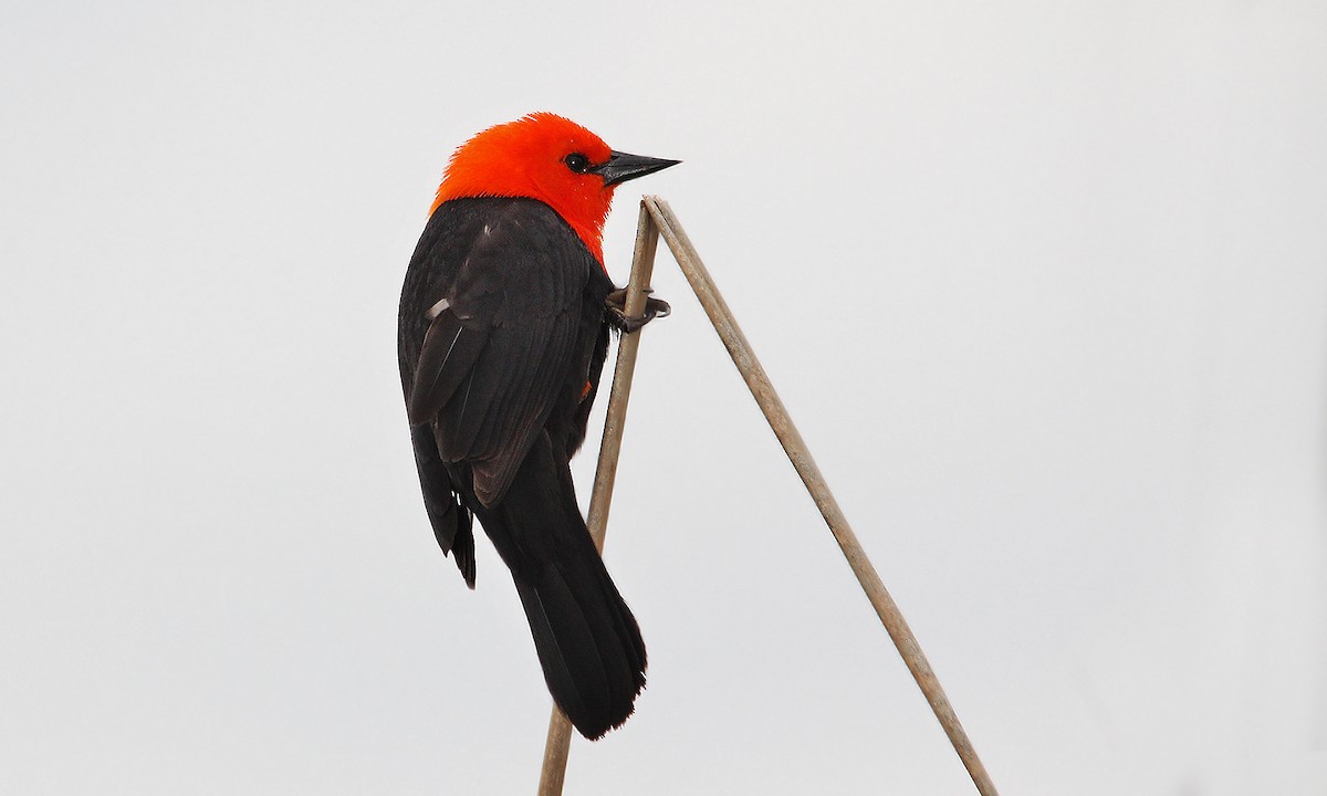Scarlet-headed Blackbird - ML619191622