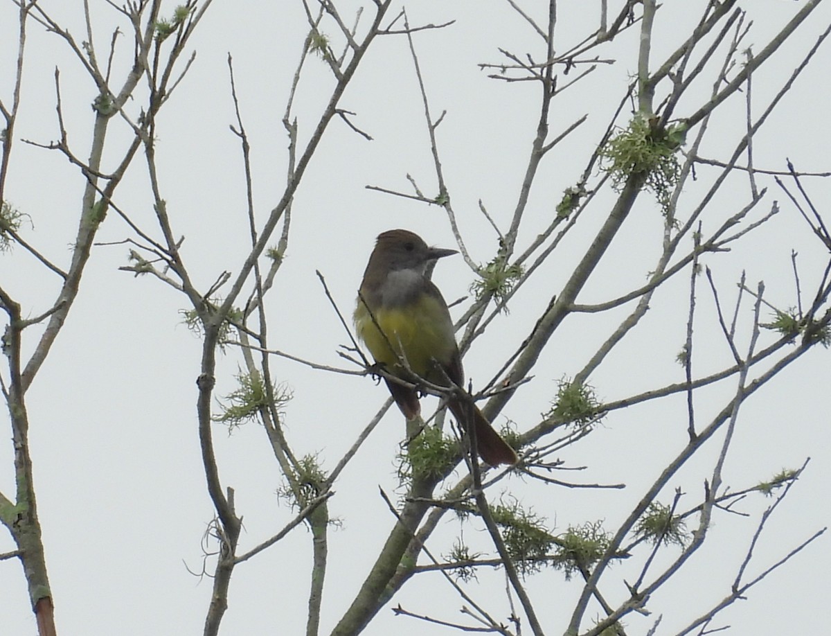 Great Crested Flycatcher - ML619191658