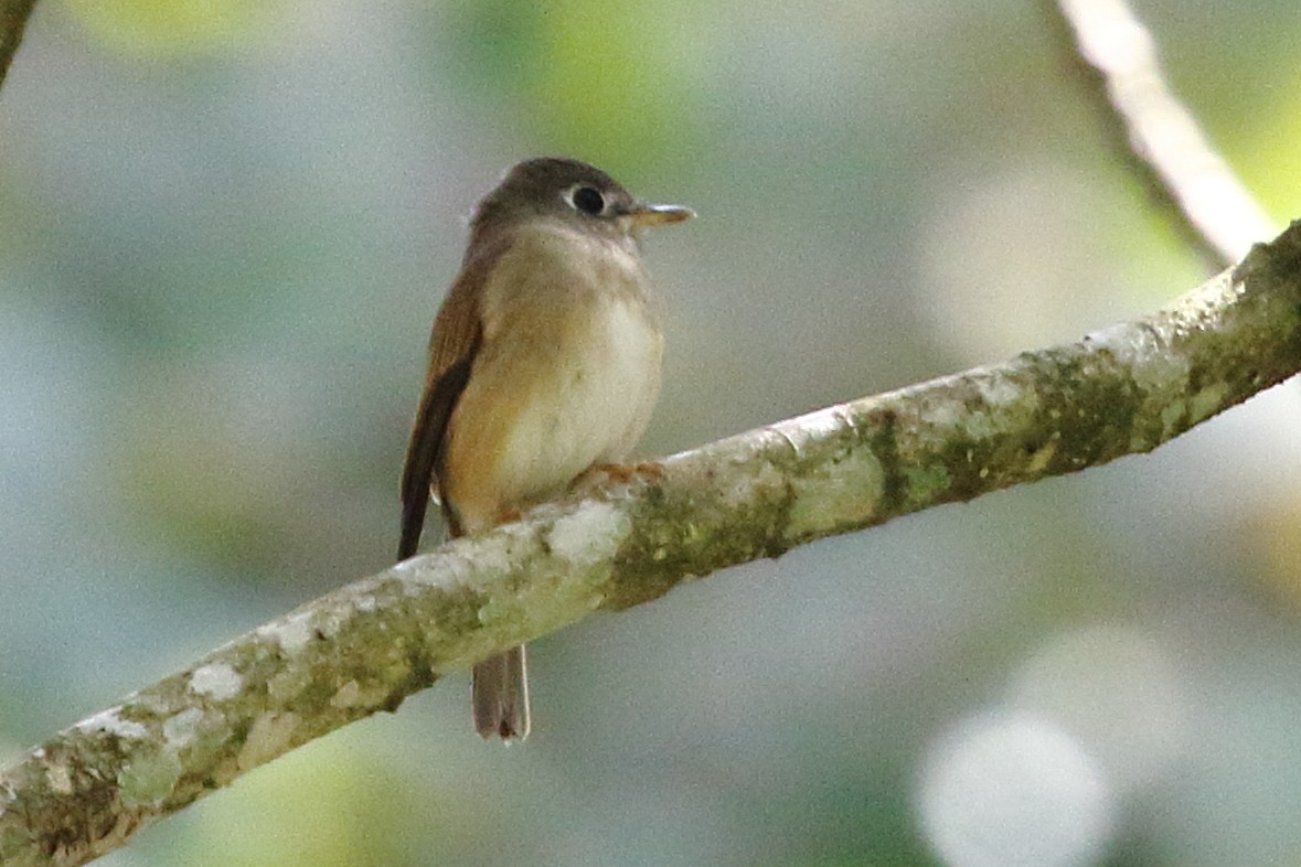 Brown-breasted Flycatcher - ML619191677