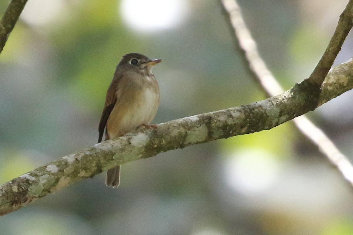 Brown-breasted Flycatcher - ML619191678