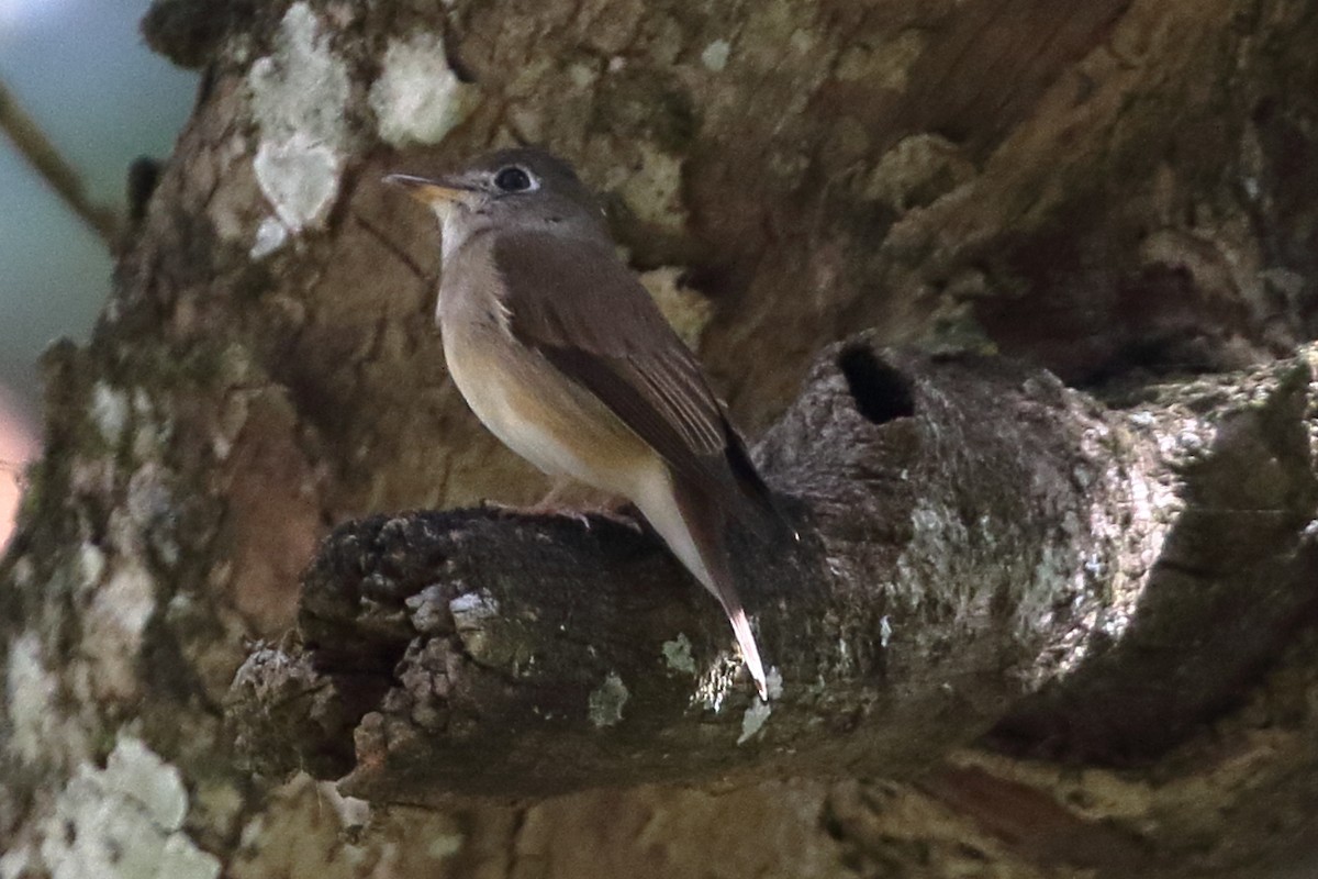 Brown-breasted Flycatcher - ML619191680