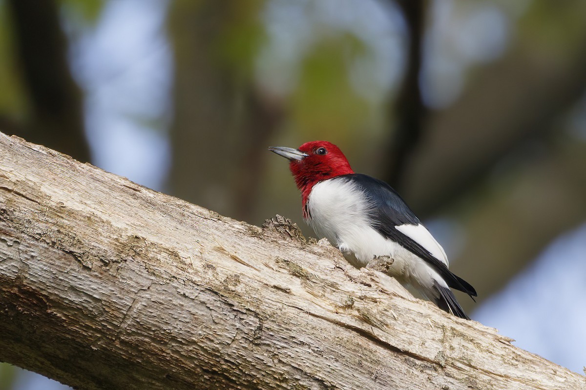 Red-headed Woodpecker - ML619191720