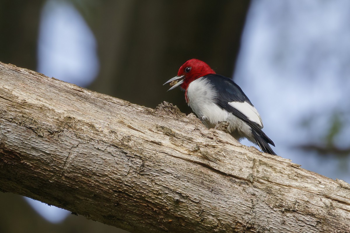 Red-headed Woodpecker - ML619191727