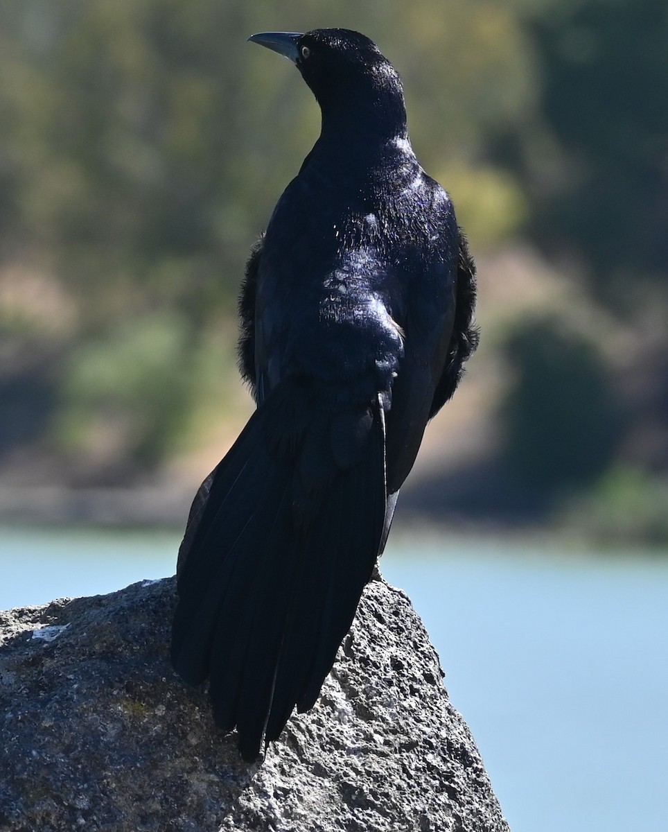 Great-tailed Grackle - ML619191731