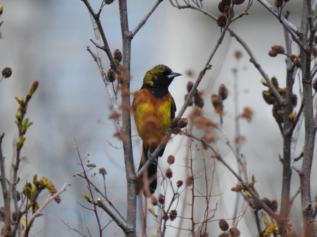 Orchard Oriole - ML619191787