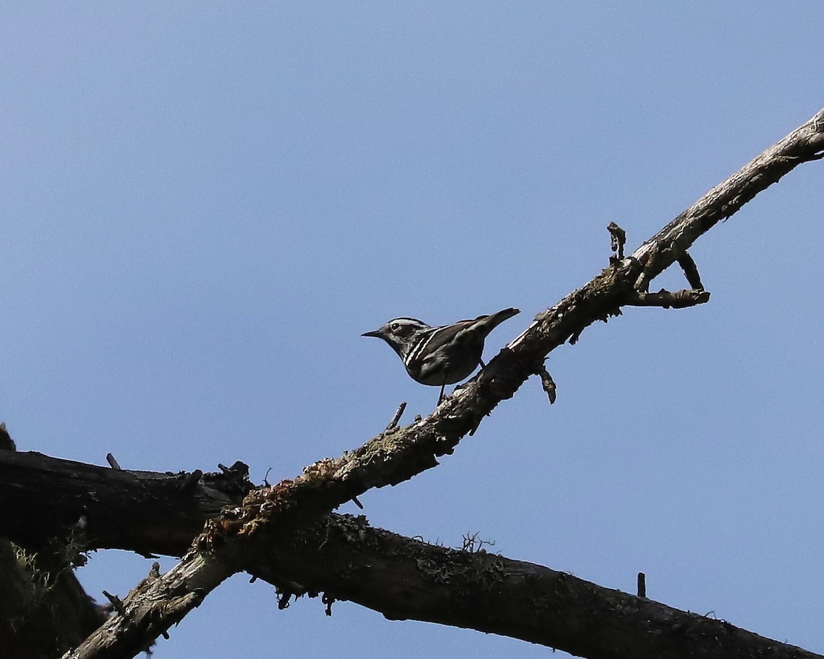Black-and-white Warbler - ML619191822
