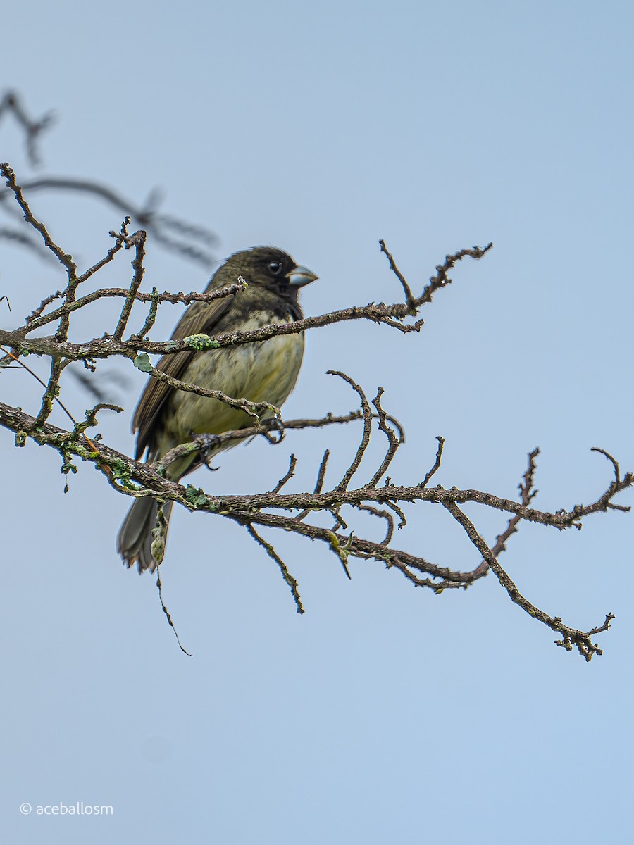 Yellow-bellied Seedeater - ML619191857