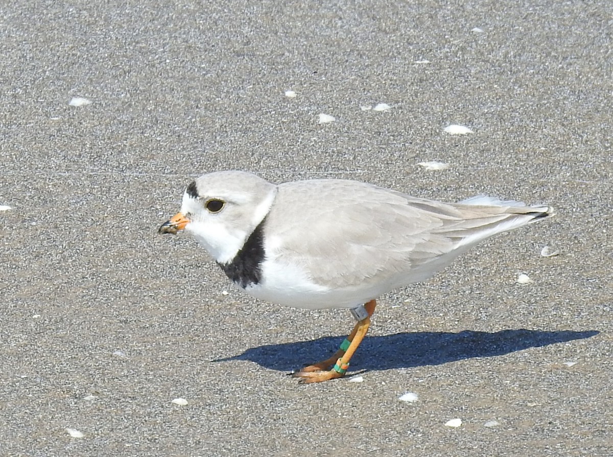 Piping Plover - ML619191921