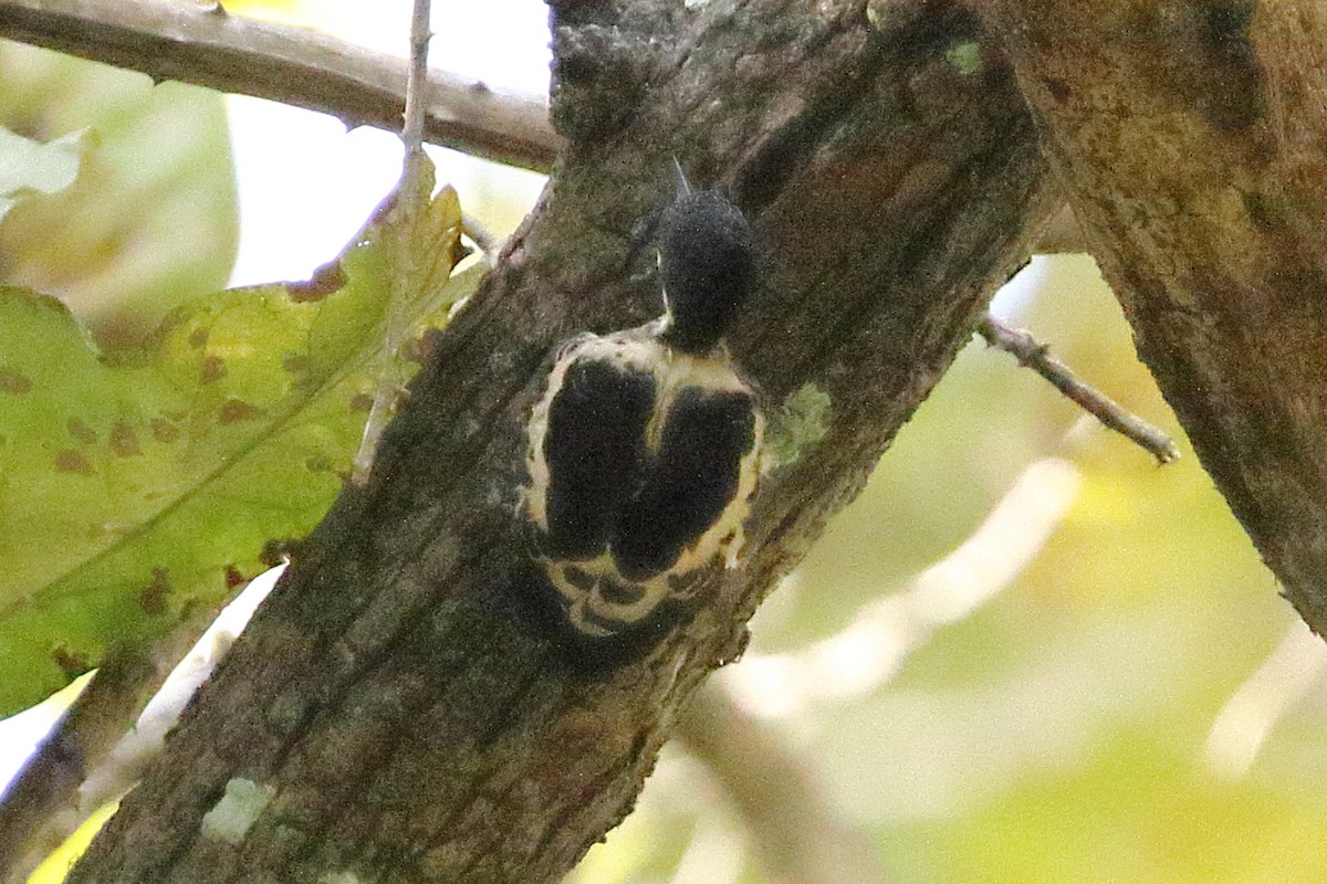 Heart-spotted Woodpecker - ML619191948