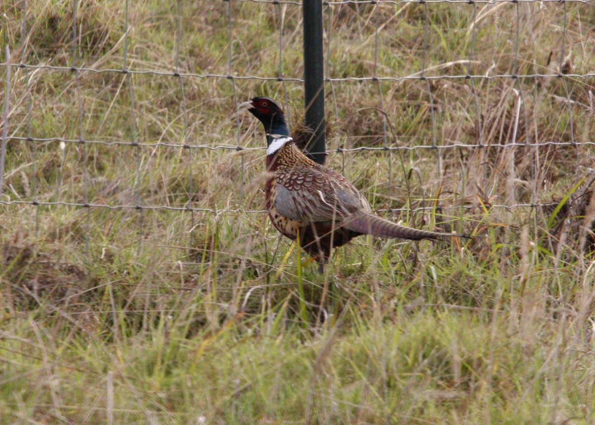 Ring-necked Pheasant - ML619191955