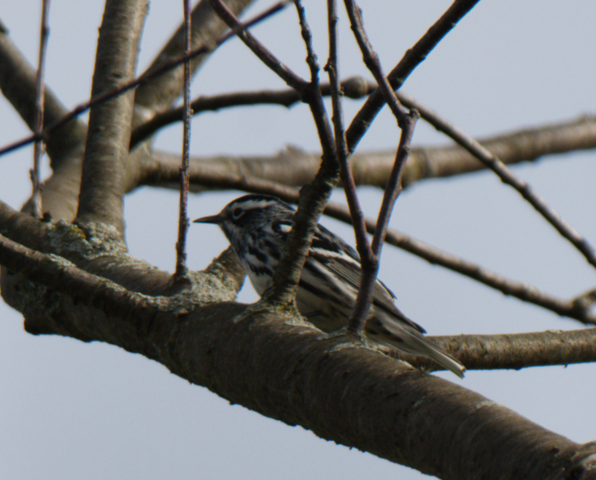 Black-and-white Warbler - ML619192004