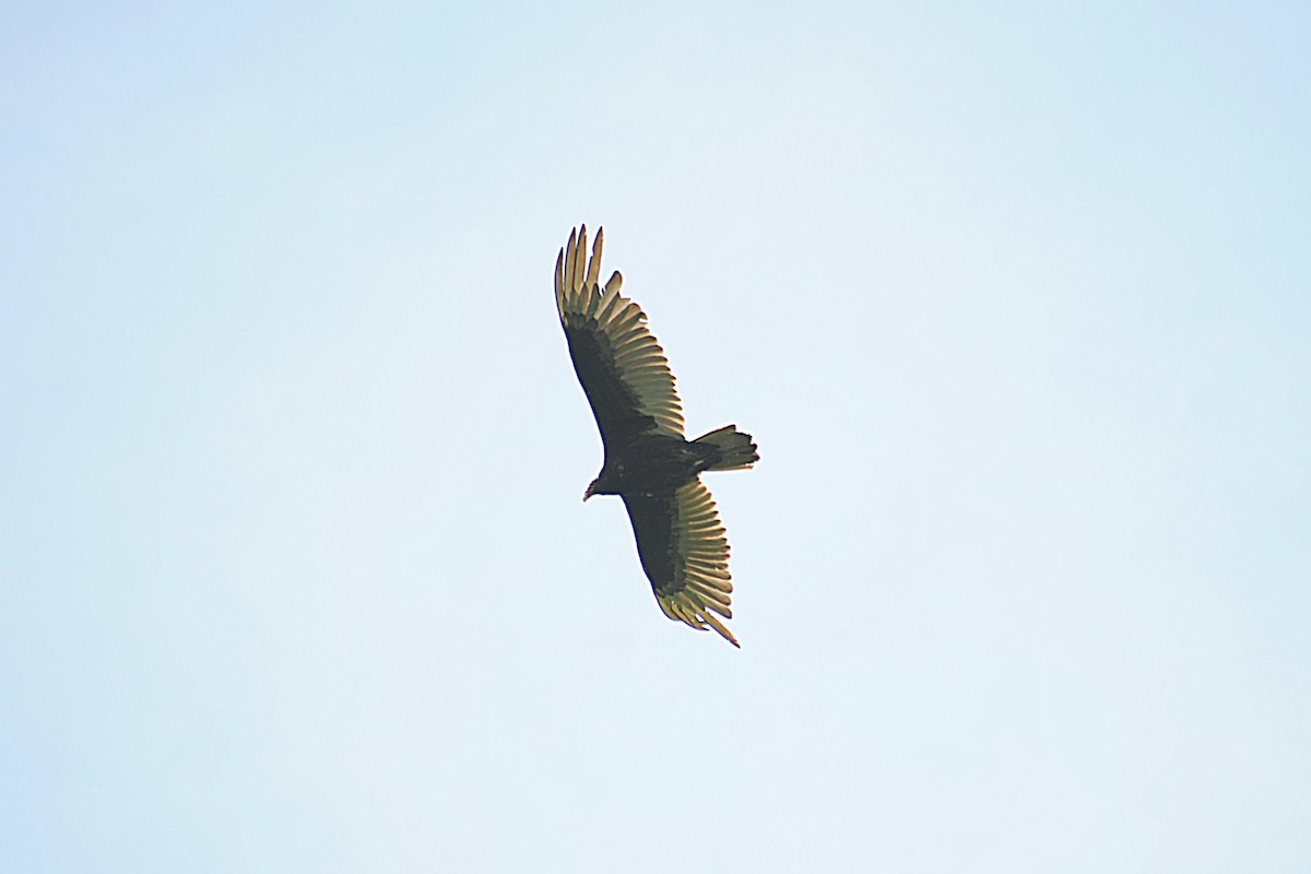 Turkey Vulture - ML619192007