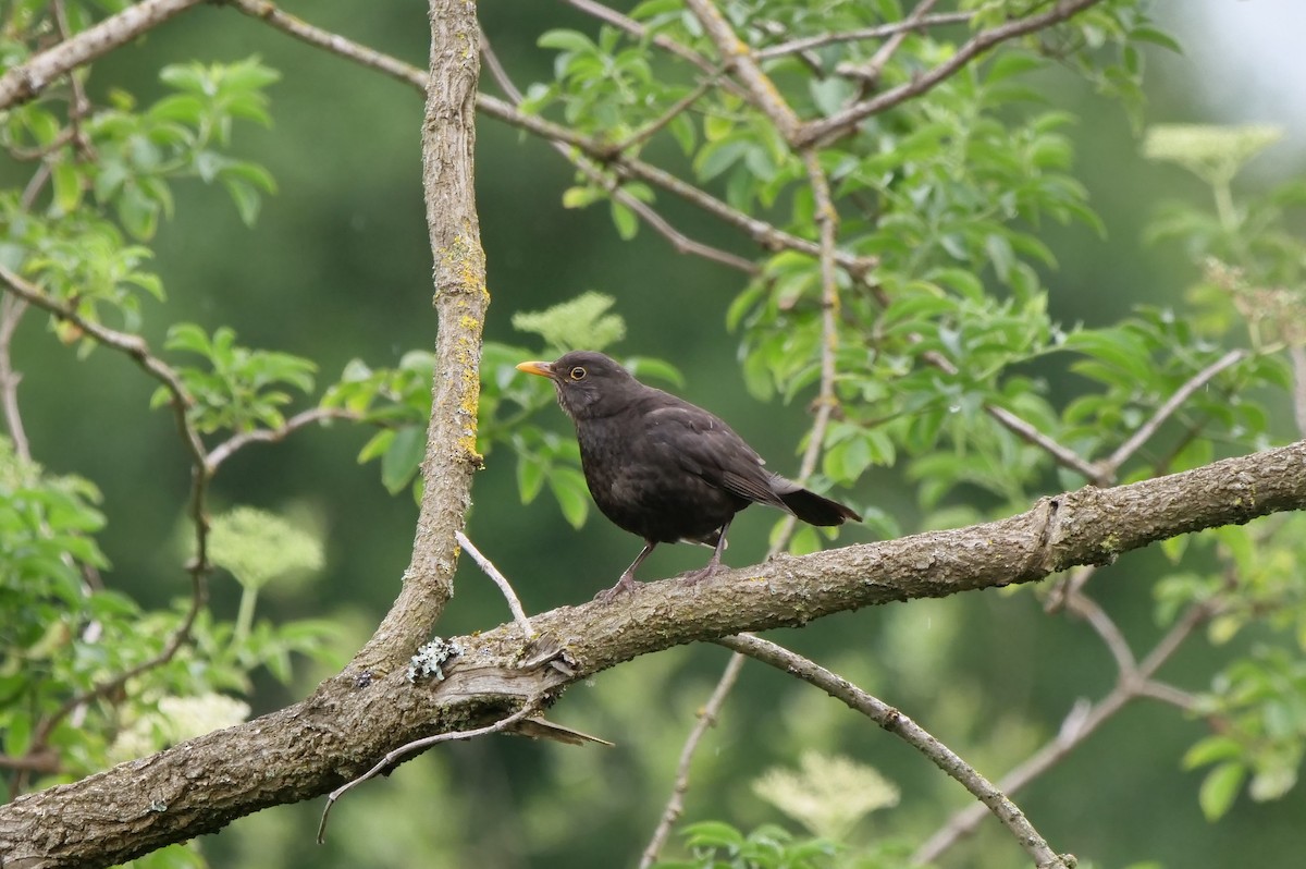 Eurasian Blackbird - ML619192008