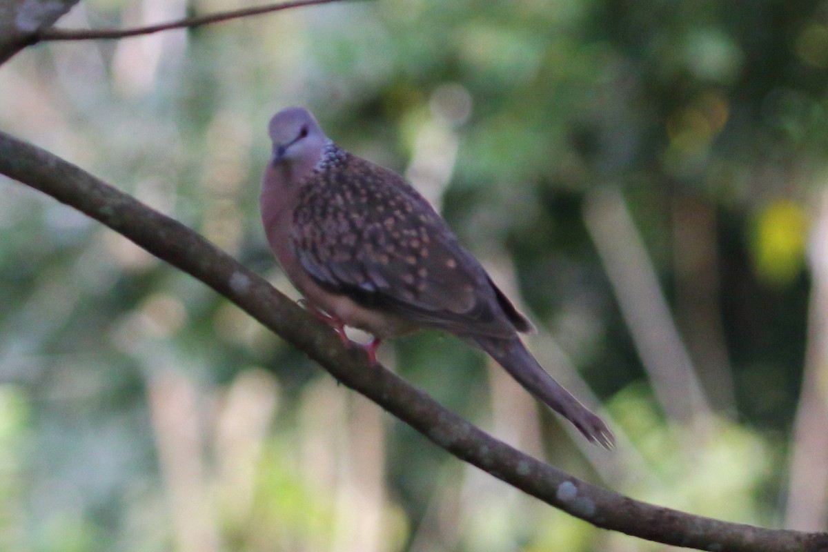 Spotted Dove - ML619192012