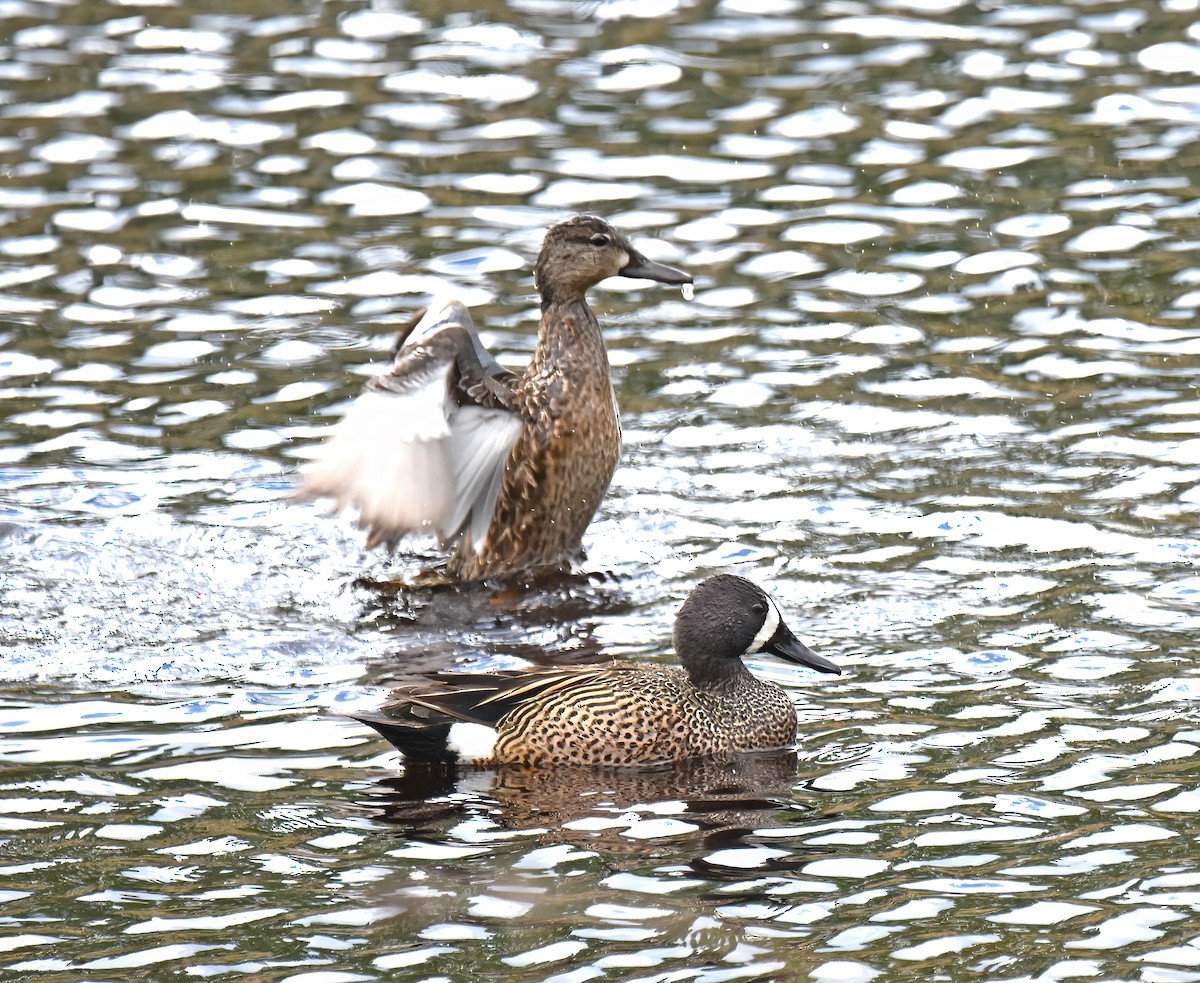 Blue-winged Teal - ML619192022