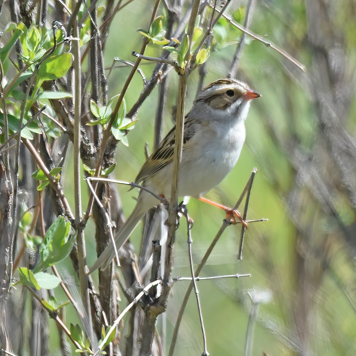 Clay-colored Sparrow - ML619192065