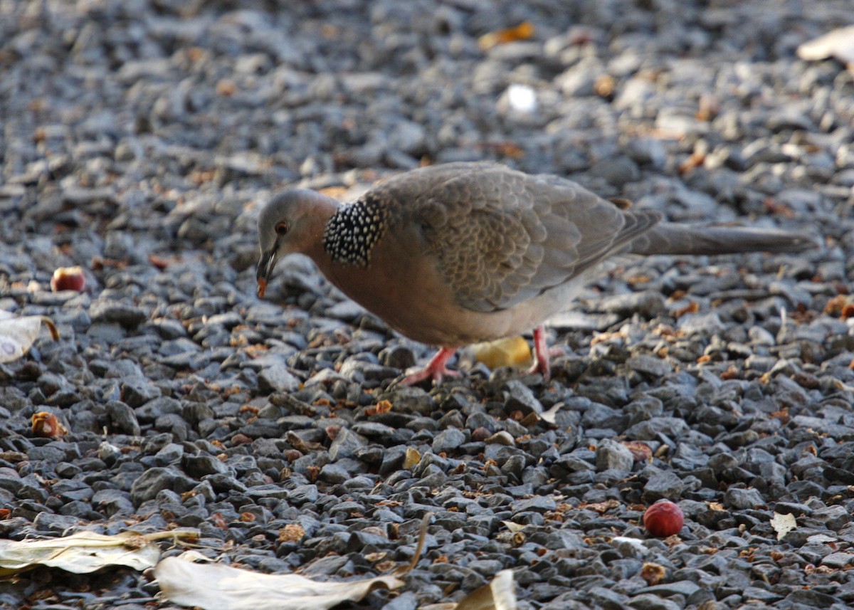 Spotted Dove - ML619192083