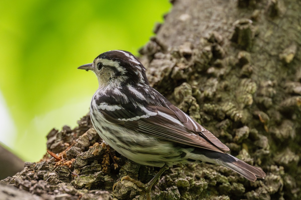 Black-and-white Warbler - ML619192095