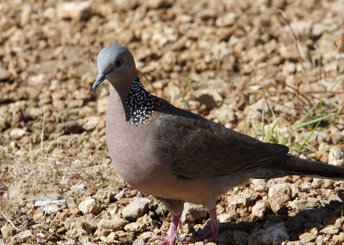Spotted Dove - ML619192098