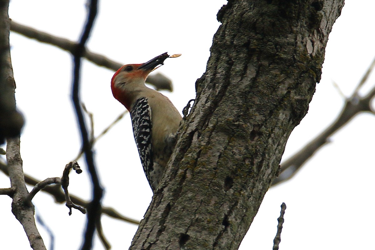 Red-bellied Woodpecker - ML619192109