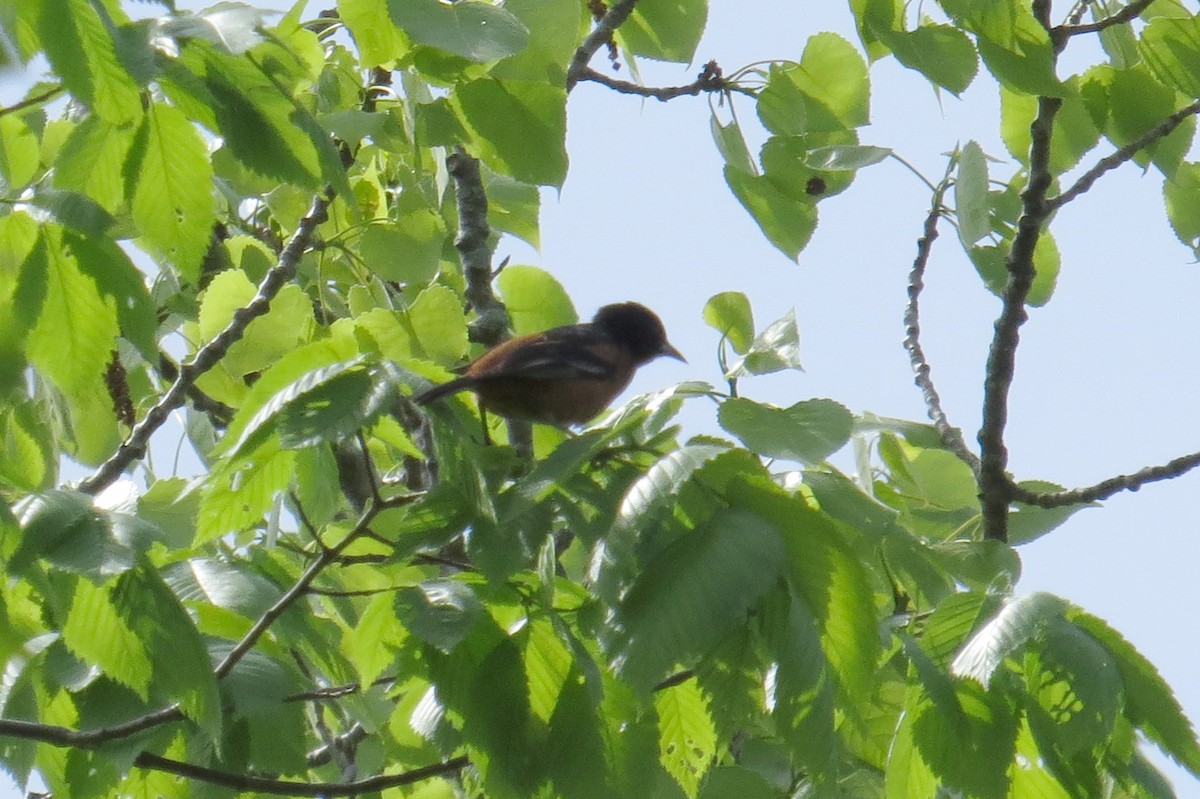 Orchard Oriole - ML619192111