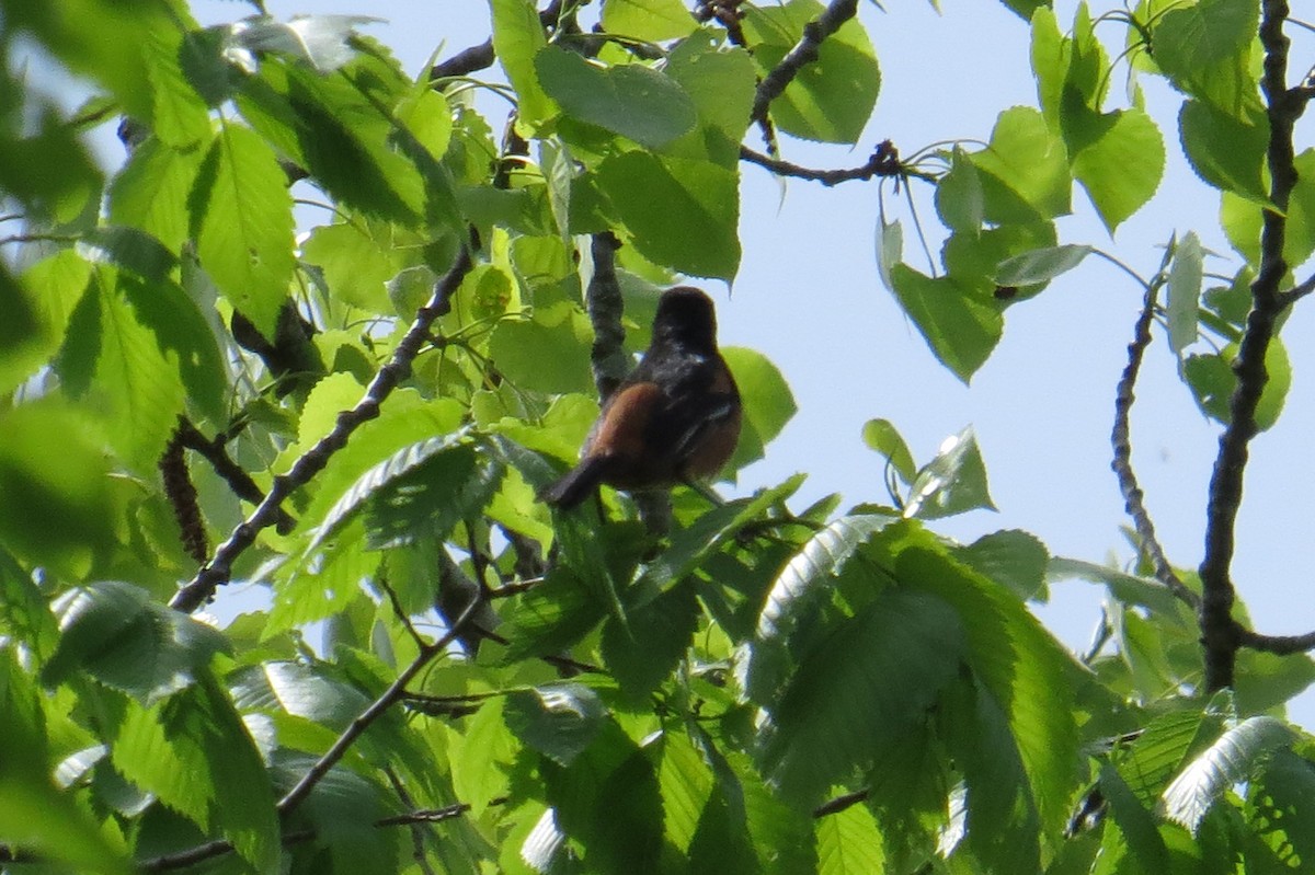 Orchard Oriole - ML619192112