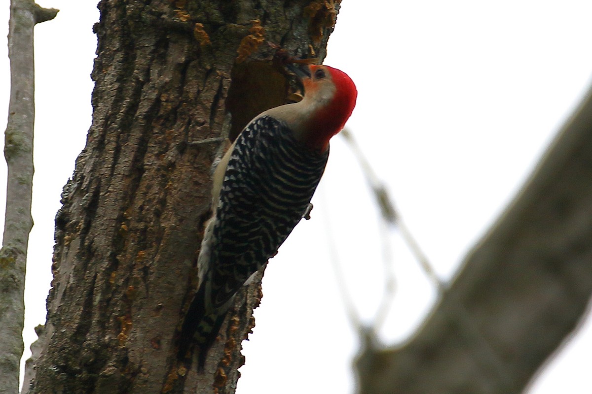 Red-bellied Woodpecker - ML619192114