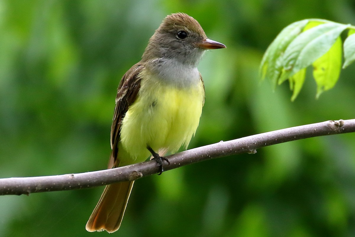 Great Crested Flycatcher - ML619192127