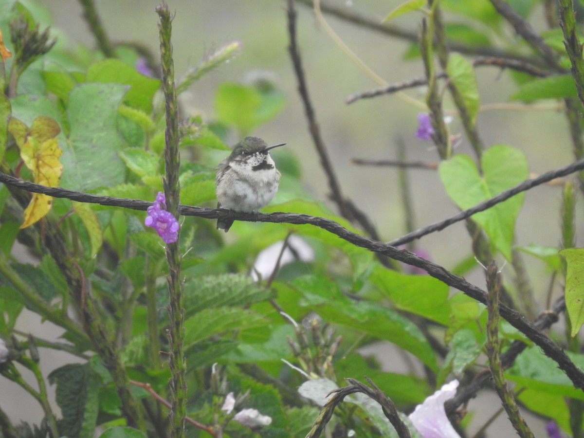 Ruby-throated Hummingbird - ML619192195