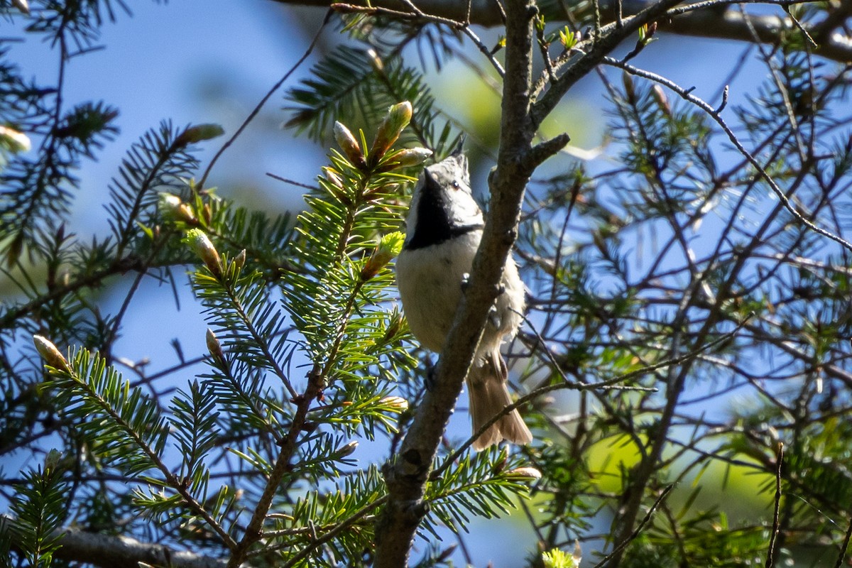 Crested Tit - ML619192236