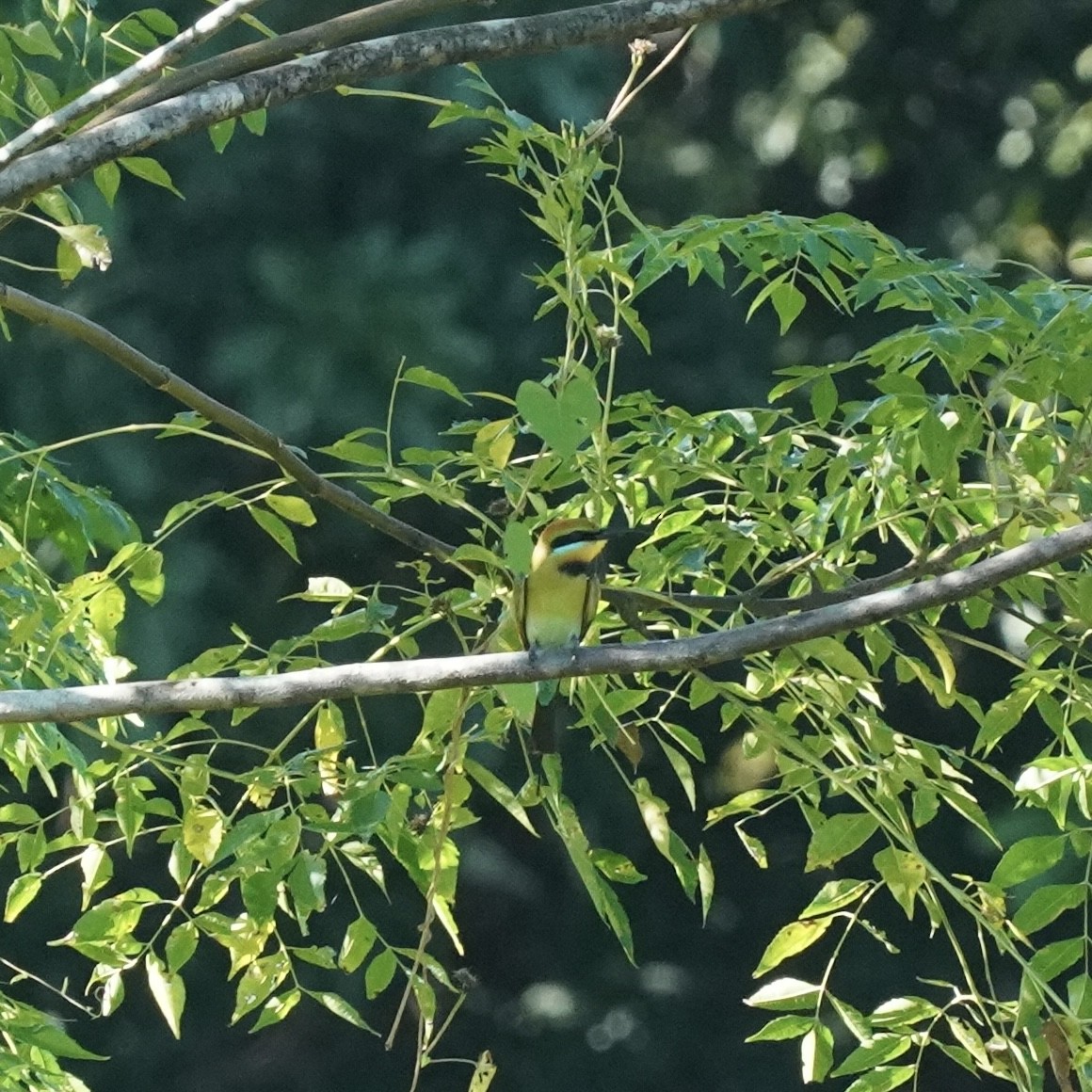 Rainbow Bee-eater - ML619192244