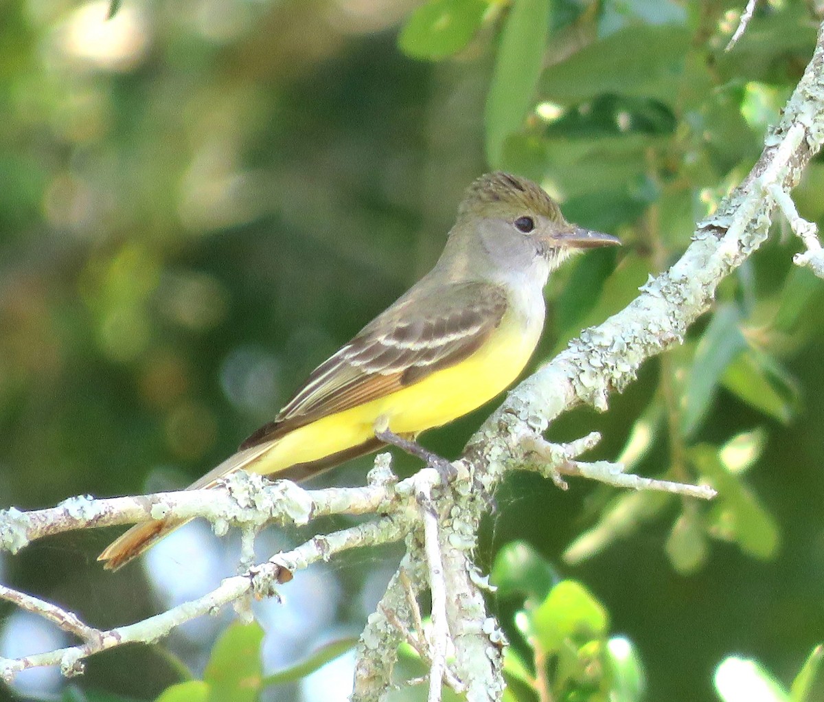 Great Crested Flycatcher - ML619192257