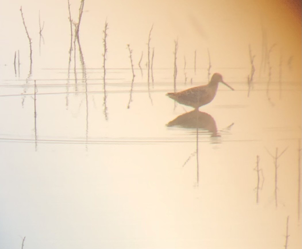 Long-billed Dowitcher - ML619192287