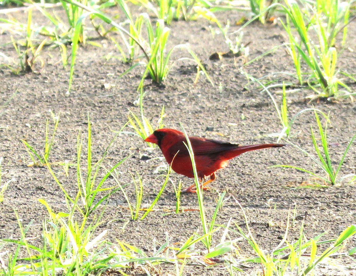 Cardinal rouge - ML619192330