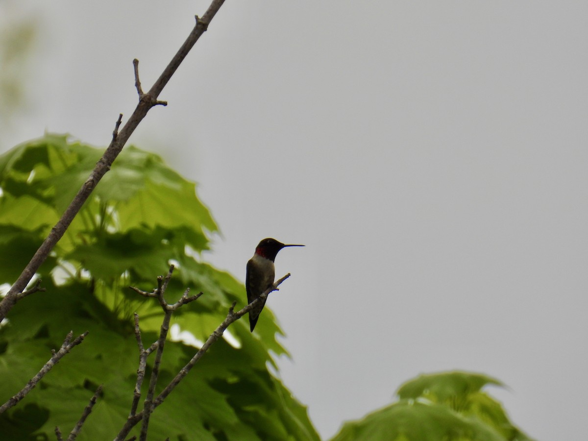 Ruby-throated Hummingbird - ML619192369
