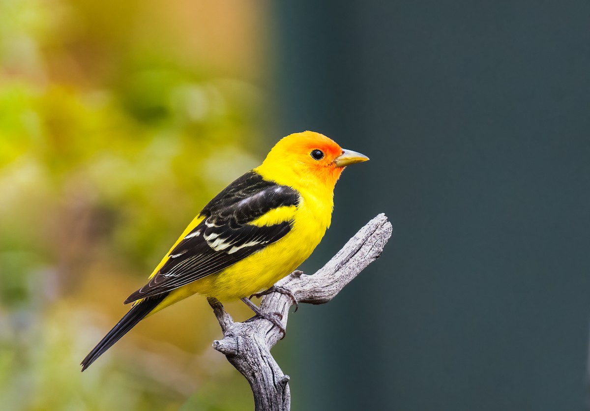 Western Tanager - ML619192377