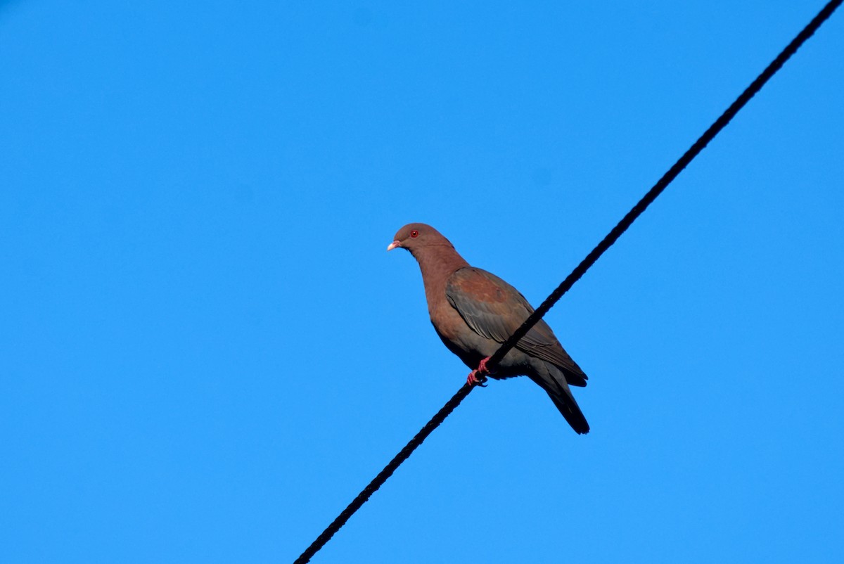 Pigeon à bec rouge - ML619192424