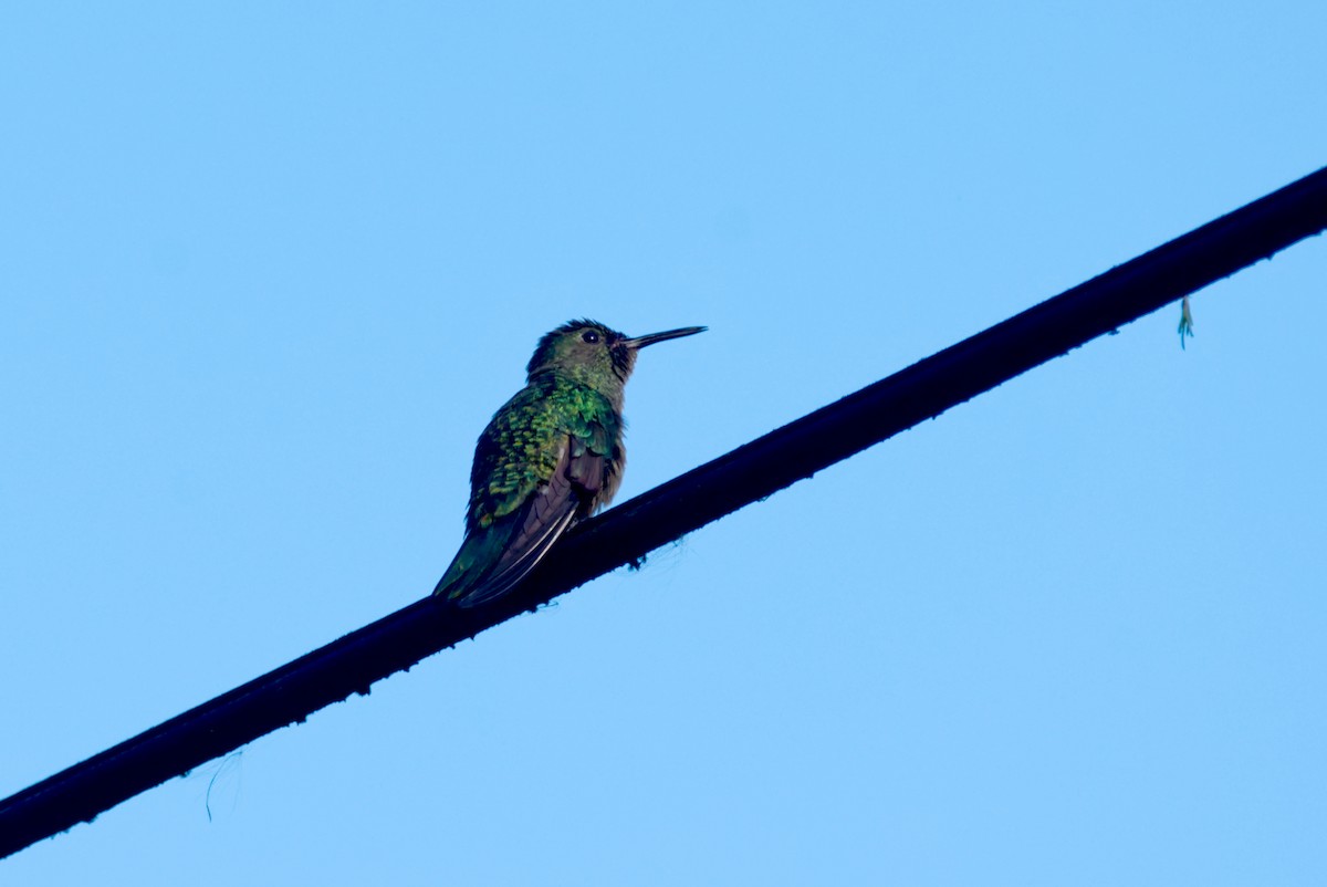 kolibřík skvrnitoprsý - ML619192451