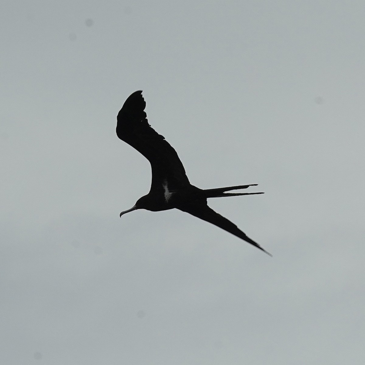 Lesser Frigatebird - ML619192466