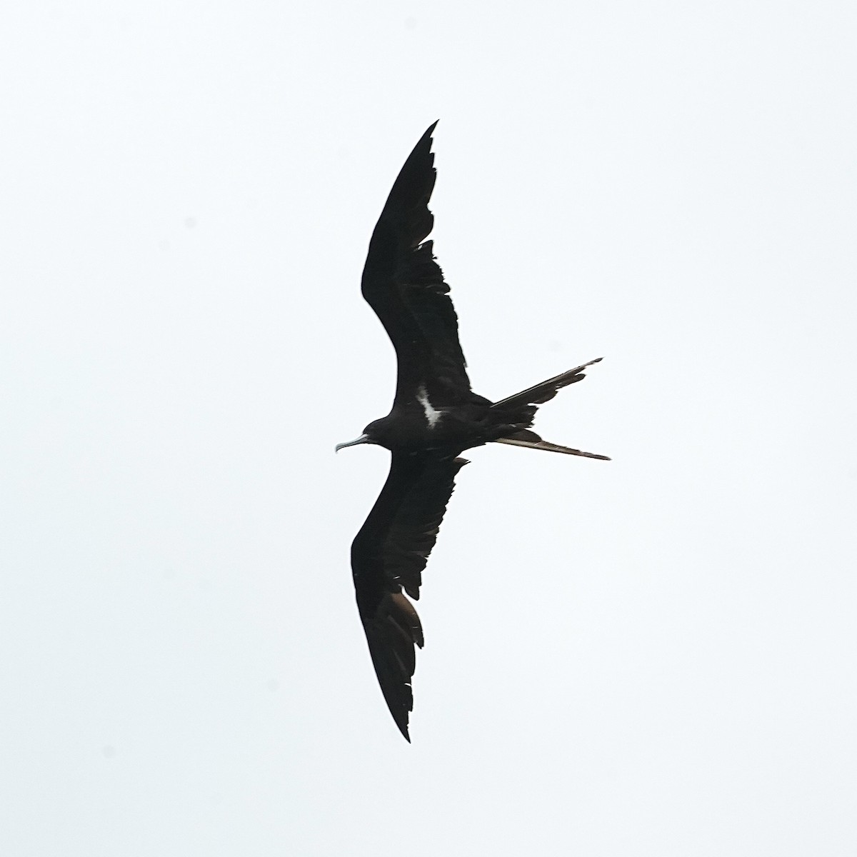 Lesser Frigatebird - ML619192467